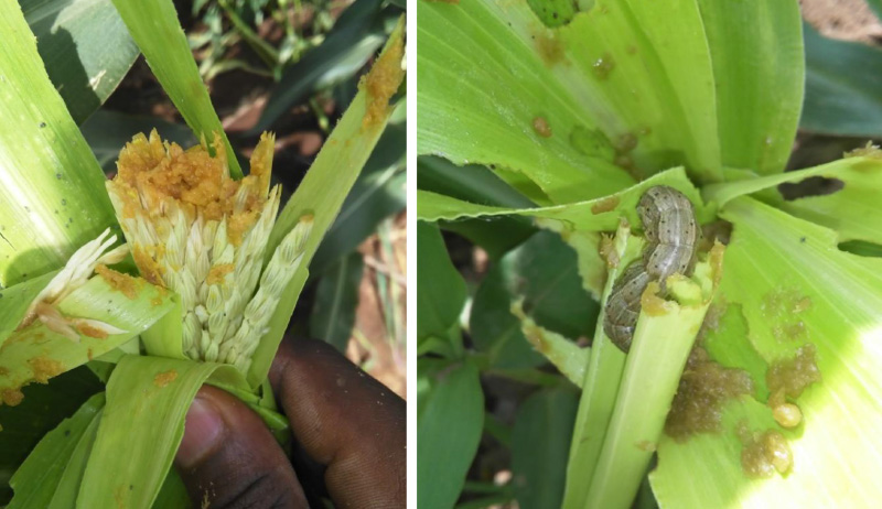 The Fall Armyworm is causing devastating damage to maize and other crops in Africa.
