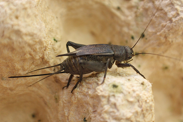 icipe survey shows that over 500 species of insects (such as this cricket) are eaten in Africa
