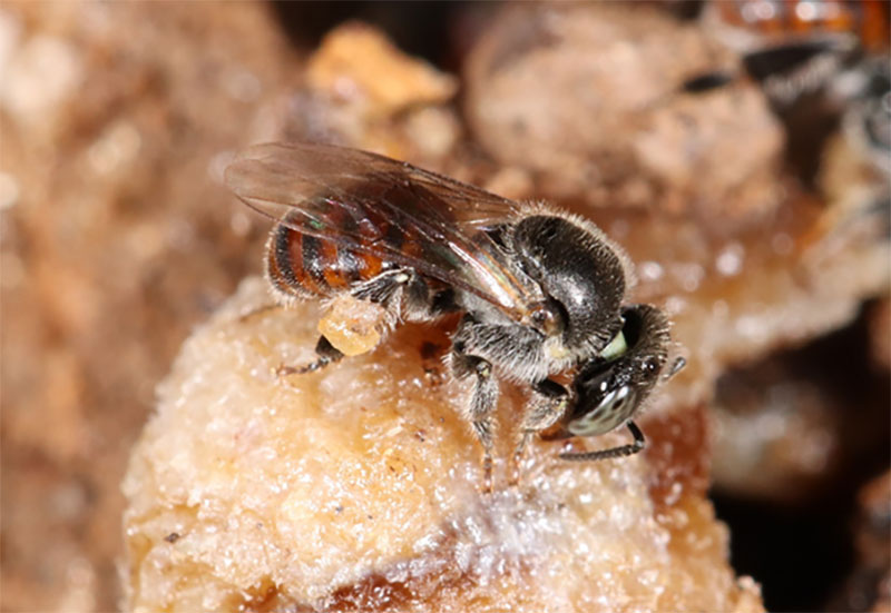Mopane bee, Plebeina hildebrandti (stingless bee)