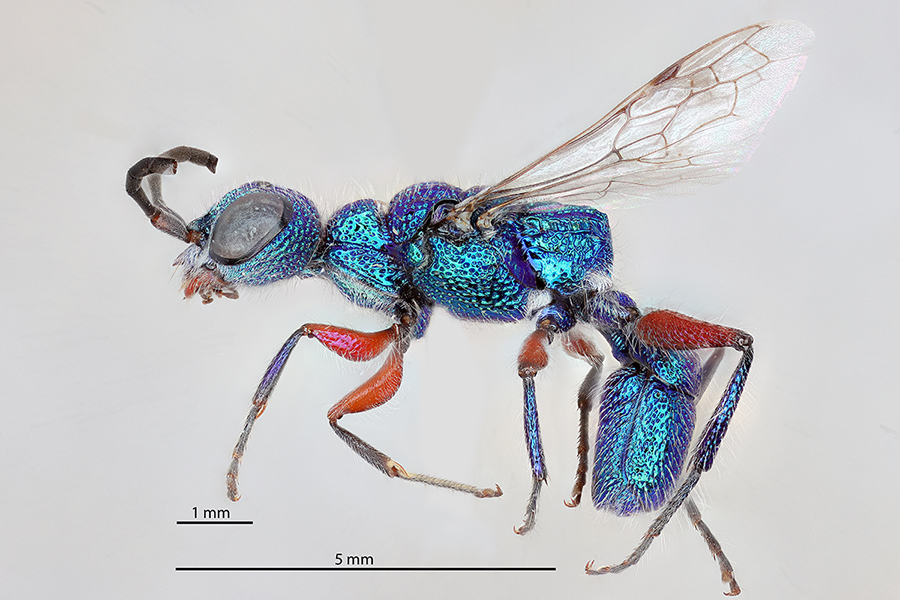 Insect of the week: 11 April 2023 | icipe - International Centre of ...